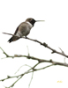 Black-chinned Hummingbird